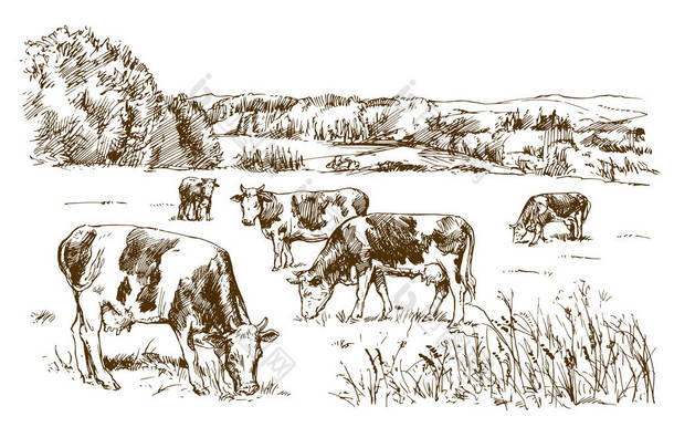 <strong>奶牛</strong>在草地上吃草.手绘插图.