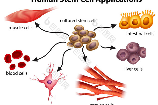 人类干细胞的应用程序