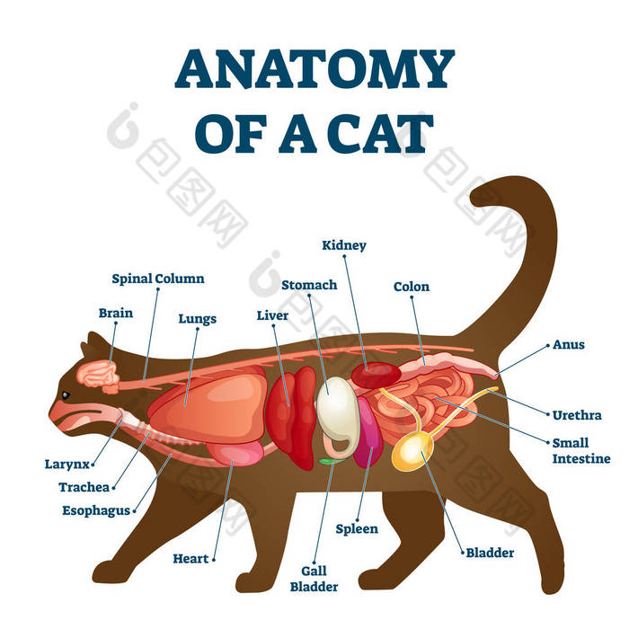 具有内部结构和器官结构的猫的解剖学研究.