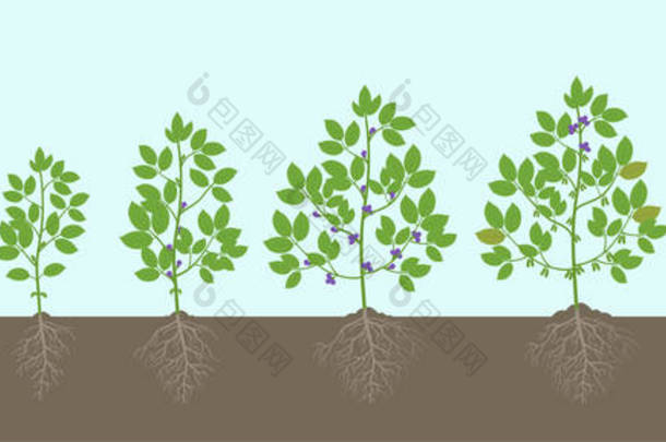 <strong>大</strong>豆植物生长阶段,根在土壤中。<strong>大</strong>豆阶段设定成熟期。<strong>甘氨酸最大</strong>生命周期,动画进展.