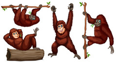 红毛猩猩的插图