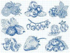浆果花园，黑莓，黑莓、 草莓味、 黑醋栗、 迪尤伯里、 醋栗、 桑树、 树莓、 草莓、 山灰、 蓝莓，云莓果