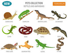 宠物的爬行动物和两栖动物图标设置隔离主人家的平面样式
