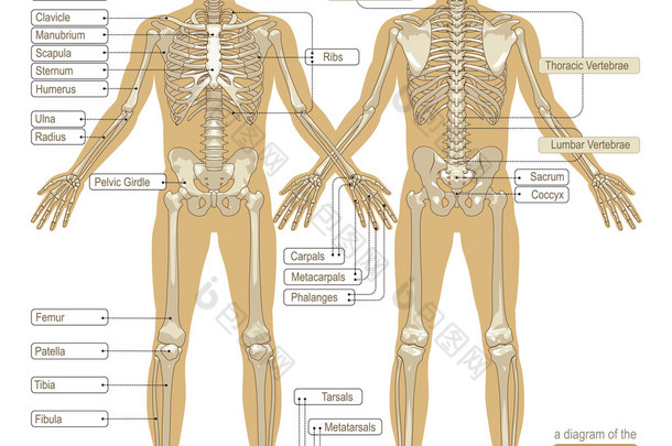 <strong>图</strong>的人体骨架