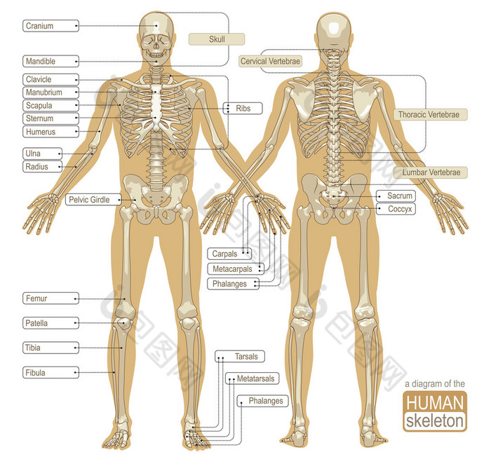 图的人体骨架