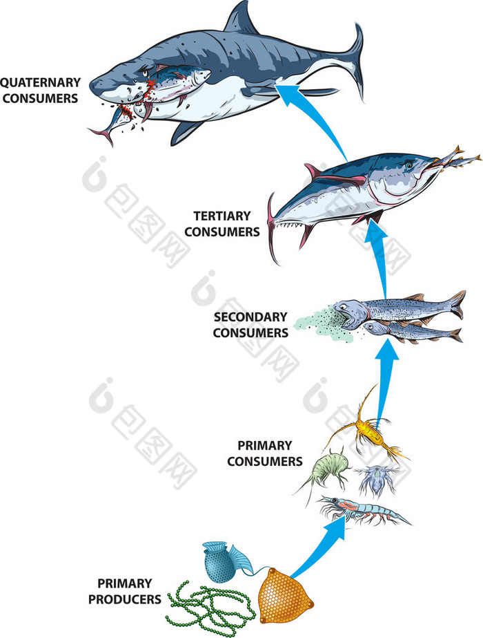 海洋食物链