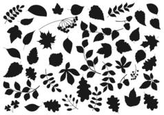 树叶和植物种子隔离了自然和植物的轮廓图标.枫树、桦树、榆树和栗子、杨树、树莓和橡木橡果、杨树和杨树芽