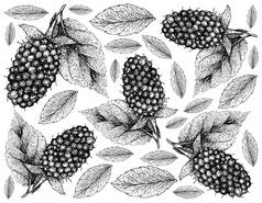 浆果水果, 说明壁纸手绘素描美味新鲜 kotataberry 绿叶在白色背景隔离。维生素 c 和 b 含量高.