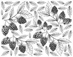 手画背景新鲜黑莓水果