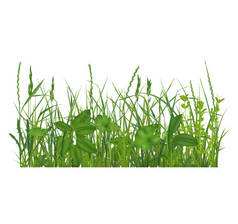 现实的详细3D绿草组成。B.