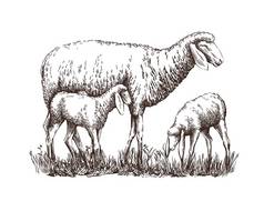 彩绘羊, 站在两只小羊旁边