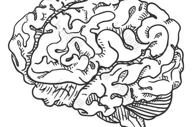向量手绘素描人的大脑