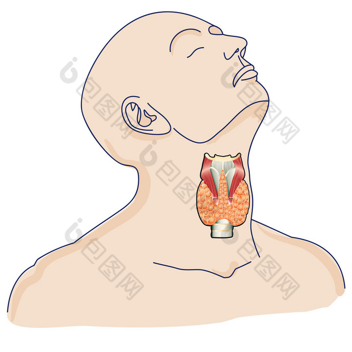 在人体内的甲状腺