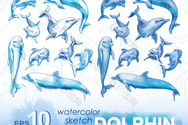 铅笔素描的海豚