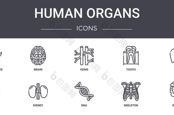 人体器官概念线图标设置。包含可用于web, logo, ui / ux的图标，如brain, tooth, thyroid, dna, skeleton, intestinal, liver, vei