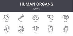 人体器官概念线图标设置。包含可用于web 、 logo 、 ui / ux的图标，如bone 、 liver 、 spleen 、 uterus 、 thymus 、 heart 、 brain 、 