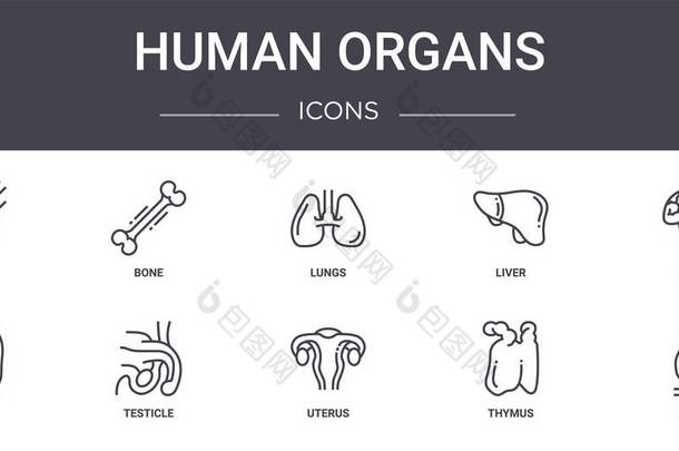 人体器官概念线图标设置。包含可用于web 、 logo 、 ui / ux的图标，如bone 、 liver 、 spleen 、 uterus 、 thymus 、 heart 、 brain 、 