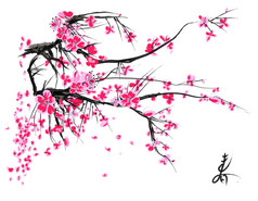 现实的樱花-白色背景的日本樱桃树.
