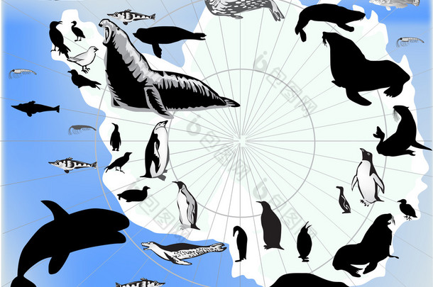 南极动物和鸟类的一套