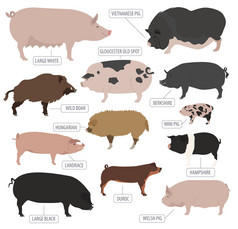 猪，猪繁殖图标集。平面设计
