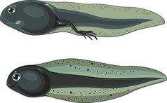 蝌蚪和蝌蚪的腿