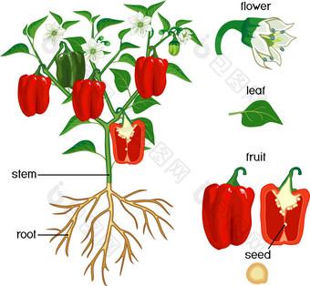 植物的一部分。 绿叶、红果、花、根系在白背景下分离的辣椒植株形态图片