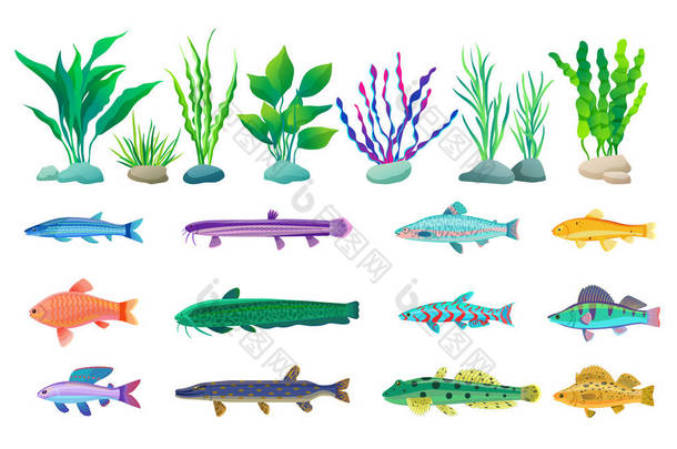 各种藻类和海洋生物例证