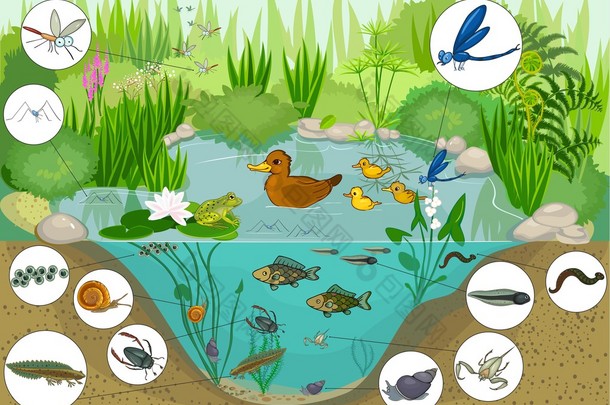 养<strong>鸭子</strong>的池塘生态系统