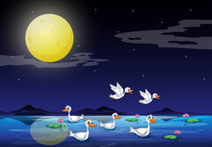 鸭在池塘在月光下风光