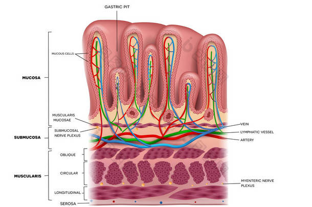 胃壁层详细的解剖，美丽多彩绘图
