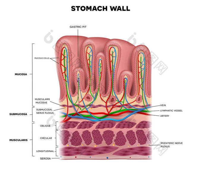 胃壁层详细的解剖，美丽多彩绘图