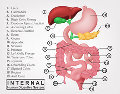 内部人体消化系统图的一部分