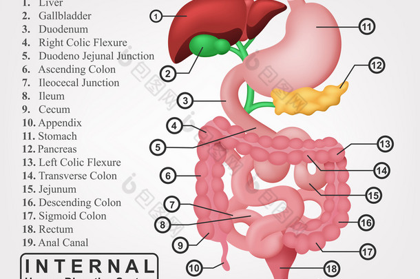 内部<strong>人体消化系统图</strong>的一部分