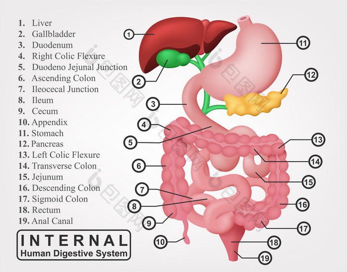 内部人体消化系统图的一部分