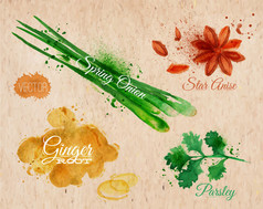 香料香草水彩八角茴香、 香菜、 葱，姜根卡夫