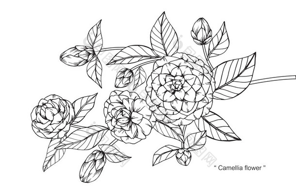 金花茶花朵绘画和素描与艺术线条在白色背景上.