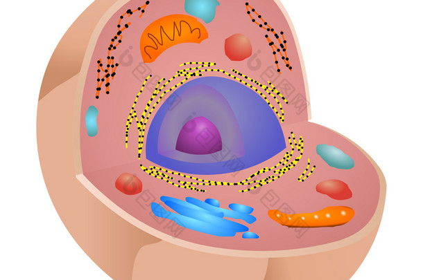 <strong>动物</strong>细胞结构