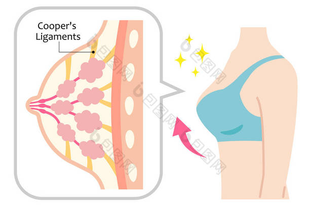 坚定的乳房和妇女的身体结构。库珀的韧带形状和支撑胸部。<strong>美容</strong>身体和护理概念