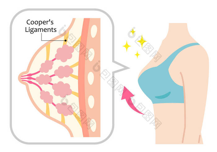 坚定的乳房和妇女的身体结构。库珀的韧带形状和支撑胸部。美容身体和护理概念