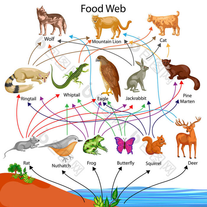 教育的生物为食物网图图