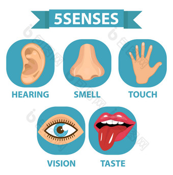 5 种感官图标集。触觉、 嗅觉、 听觉、 视觉、 味觉。白色背景上的孤立。矢量图.图片