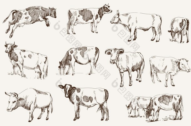 母牛。畜牧业