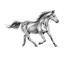 马在白色背景上奔跑。手绘草图