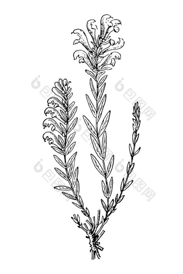 花卉说明图片 花卉说明素材 包图网 花卉说明图片 花卉说明素材 包图网