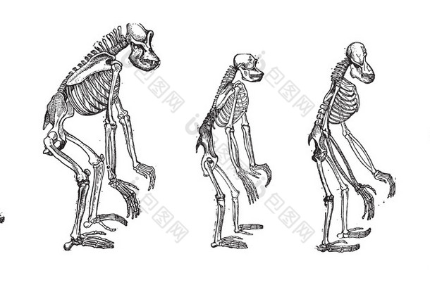 最大的比较猿与人类骨骼骨骼 vi