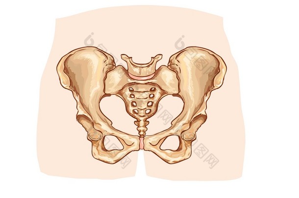 骨盆带标记的图