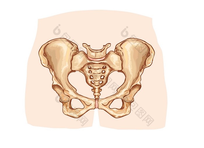 骨盆带标记的图