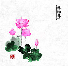 莲花手绘