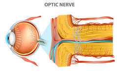 视神经。眼睛的解剖学