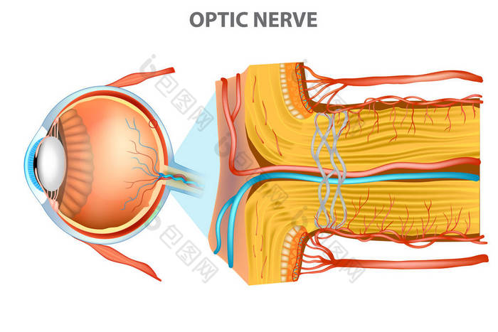 视神经。眼睛的解剖学